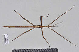 Image of Phasmatodea