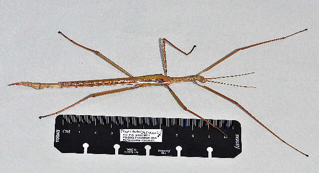 Image of Phasmatodea