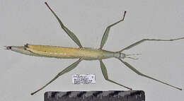 Image of Phasmatodea