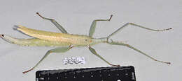 Image of Phasmatodea