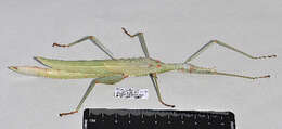 Image of Phasmatodea