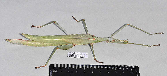 Image of Phasmatodea