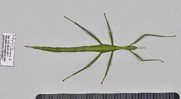 صورة Tropidoderinae