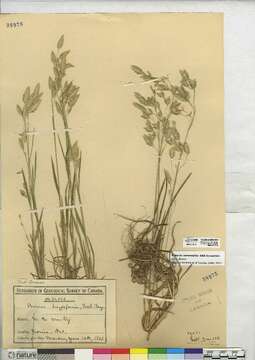 Image of rattlesnake brome