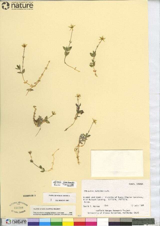 Image of Alaska starwort