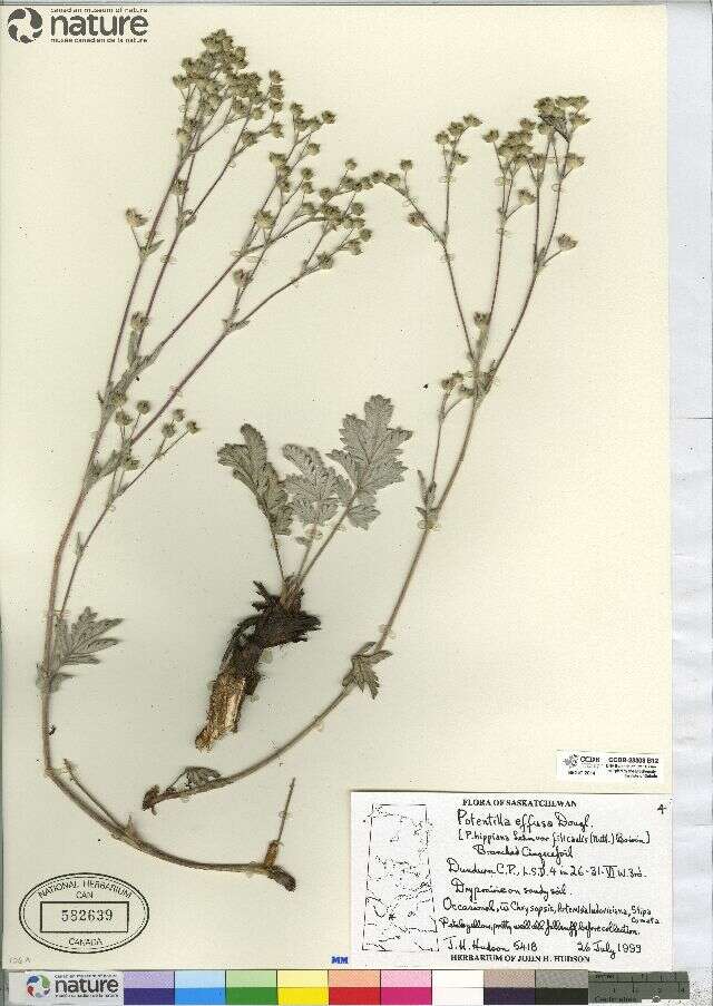 Image of branched cinquefoil