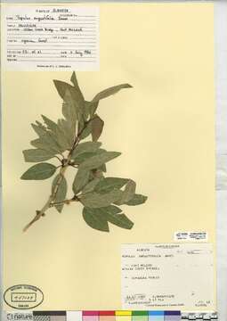 Image of narrowleaf cottonwood