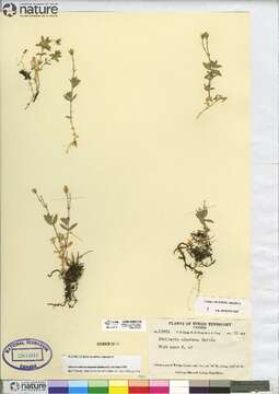 Image of Alaska starwort