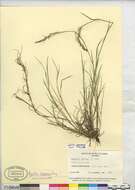 صورة Agrostis pallens Trin.