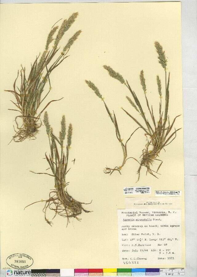 Sivun Agrostis microphylla Steud. kuva