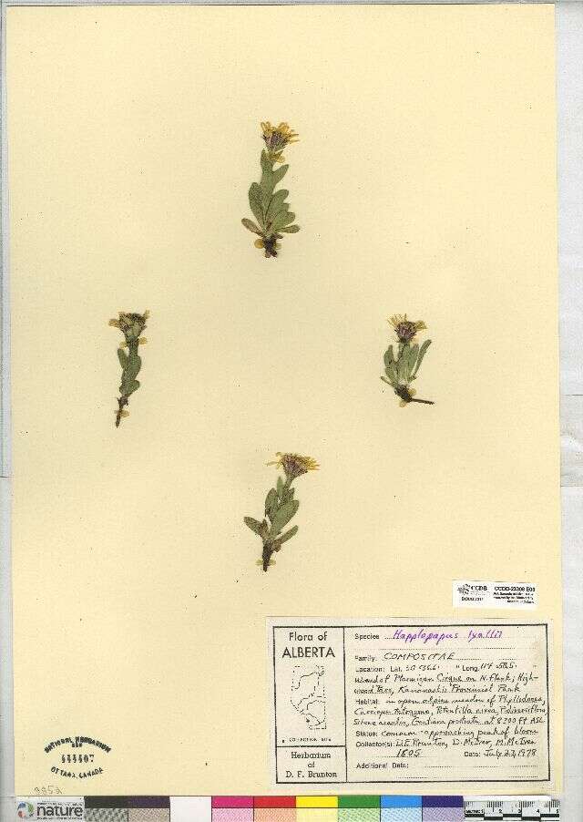Image of Lyall's goldenweed