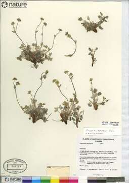 Image de <i>Potentilla pedersenii</i>