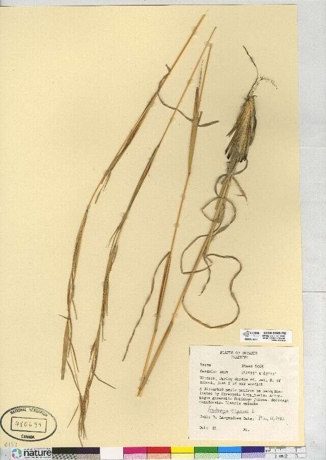 Image of Broomsedge Bluestem