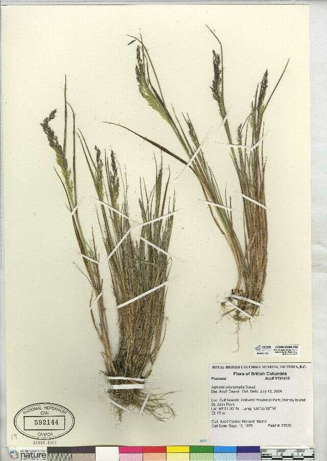 Sivun Agrostis microphylla Steud. kuva