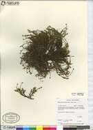 Sivun Cherleria marcescens (Fernald) A. J. Moore & Dillenb. kuva