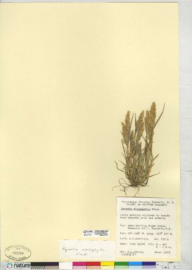 Sivun Agrostis microphylla Steud. kuva