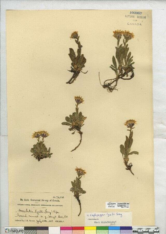 Image of Lyall's goldenweed