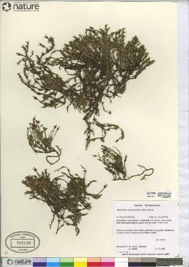 Sivun Cherleria marcescens (Fernald) A. J. Moore & Dillenb. kuva