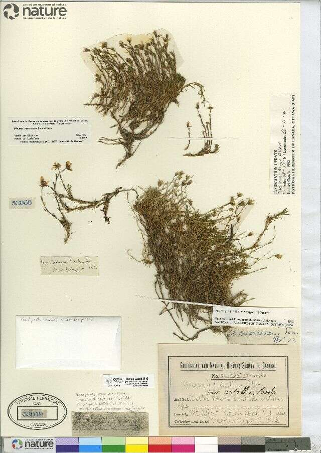 Sivun Cherleria marcescens (Fernald) A. J. Moore & Dillenb. kuva