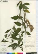 Image of prickly comfrey