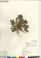 Image of Borodinia dentata (Raf.) P. J. Alexander & Windham
