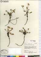 Imagem de Eriogonum pyrolifolium Hook. ex A. Murr.