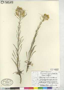 Image of western wallflower