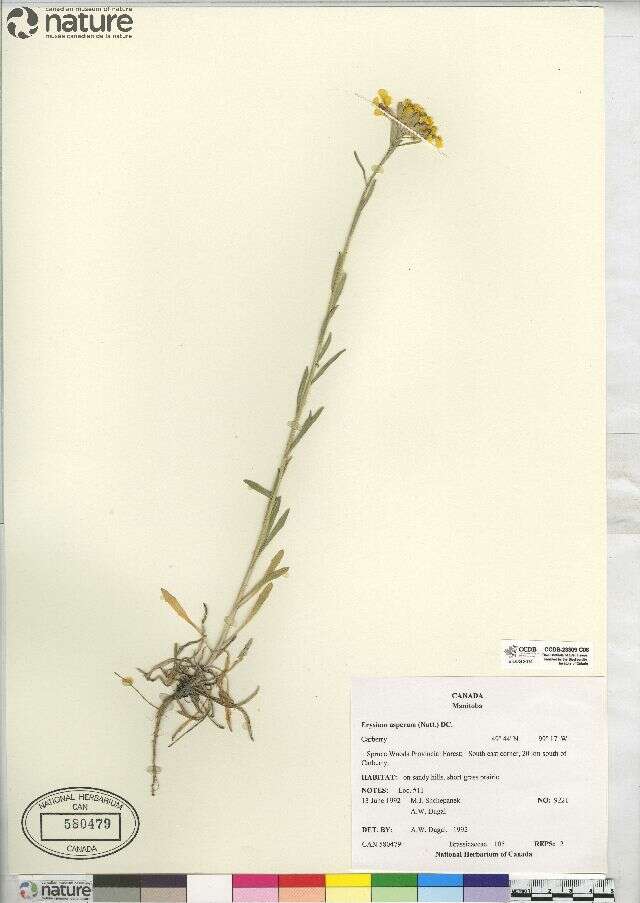 Image of western wallflower