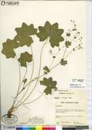 Image of Alchemilla micans Buser