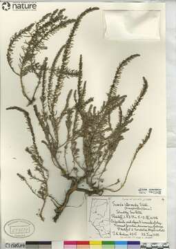 Image of Shrubby Seepweed