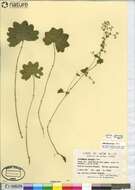 Image of Alchemilla micans Buser