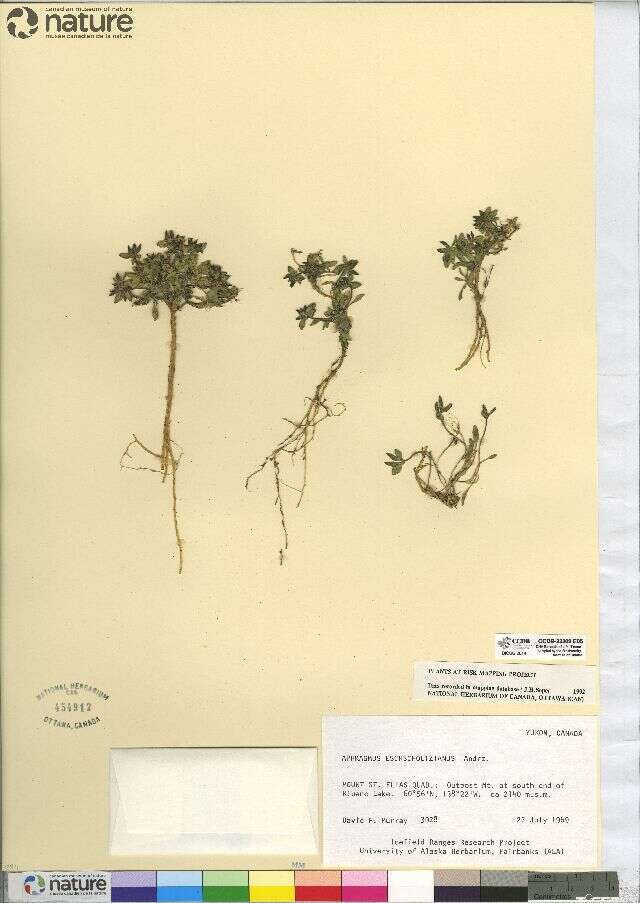 Image of Aleutian-Cress