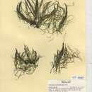 Image of hornleaf riverweed
