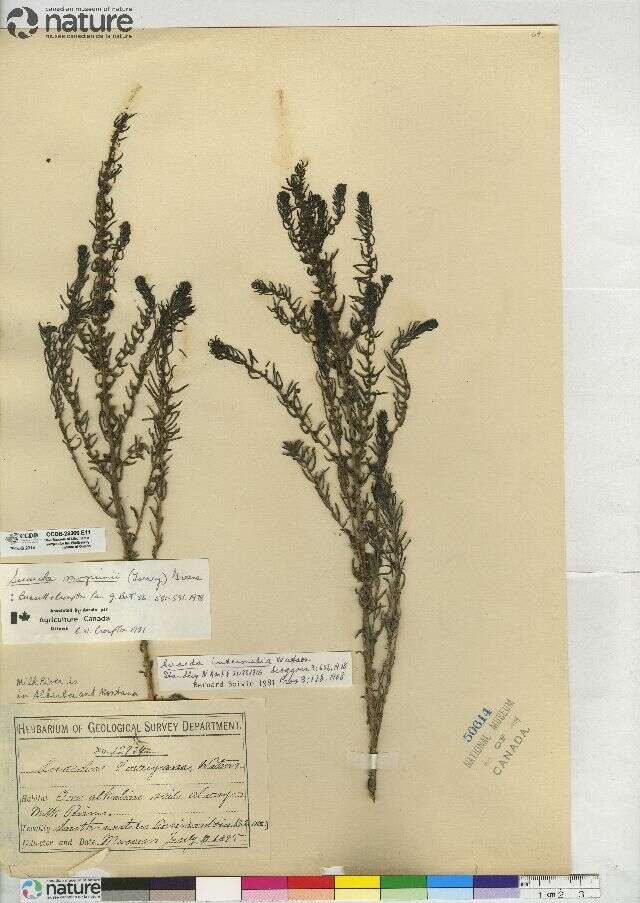 Image of Shrubby Seepweed