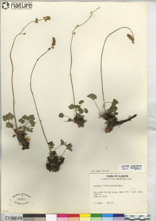 Image of littleleaf alumroot