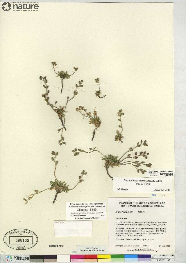 Image of Greenland northern rockcress