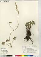 Image of littleleaf alumroot