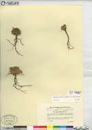 Image of Greenland northern rockcress