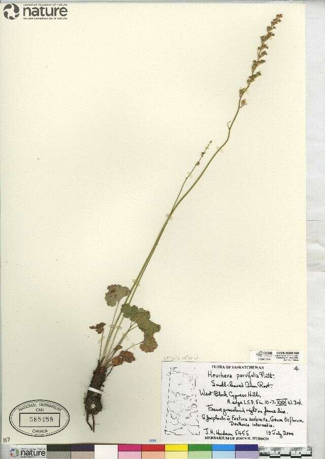 Image of littleleaf alumroot