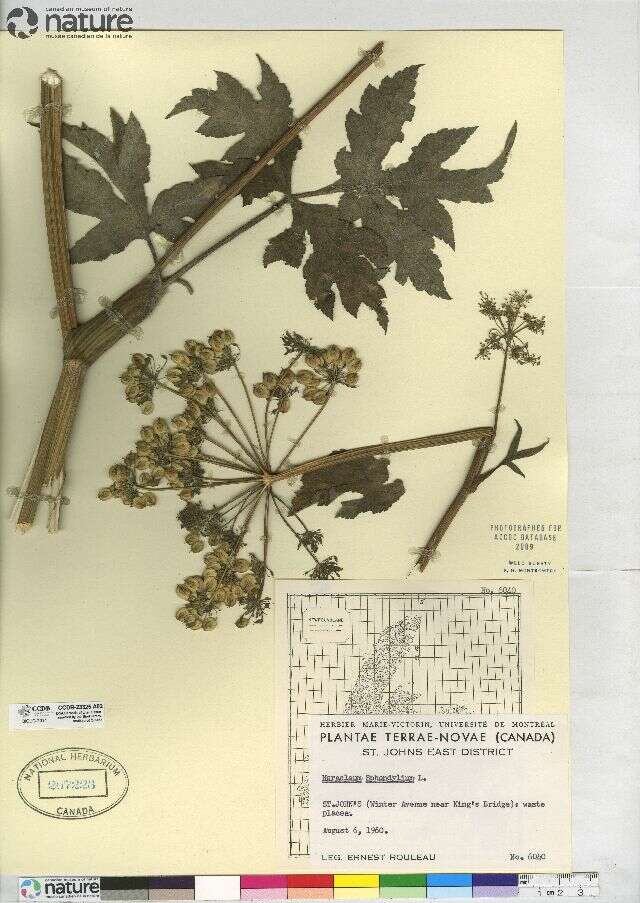 Heracleum sphondylium L. resmi