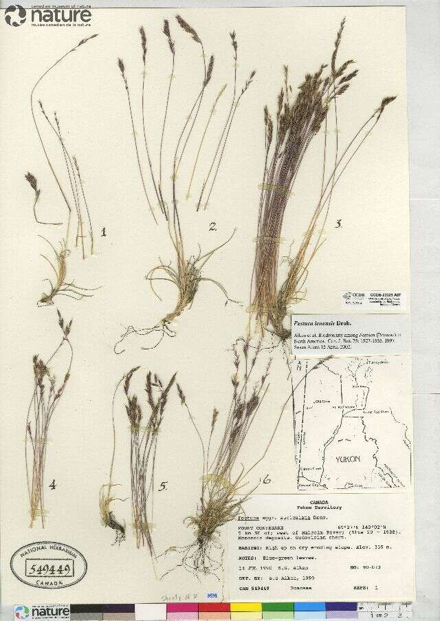 Image of eared fescue