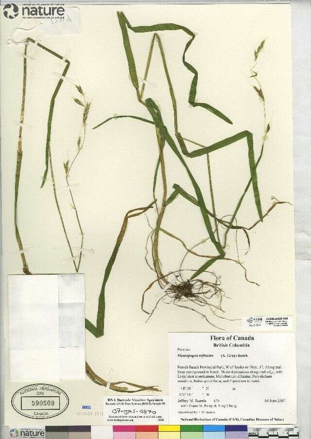 Image of Nodding False Semaphore Grass