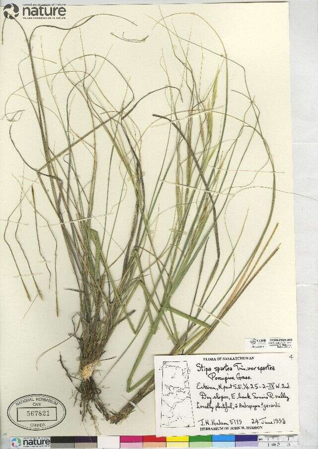 Imagem de Stipa spartea Trin.