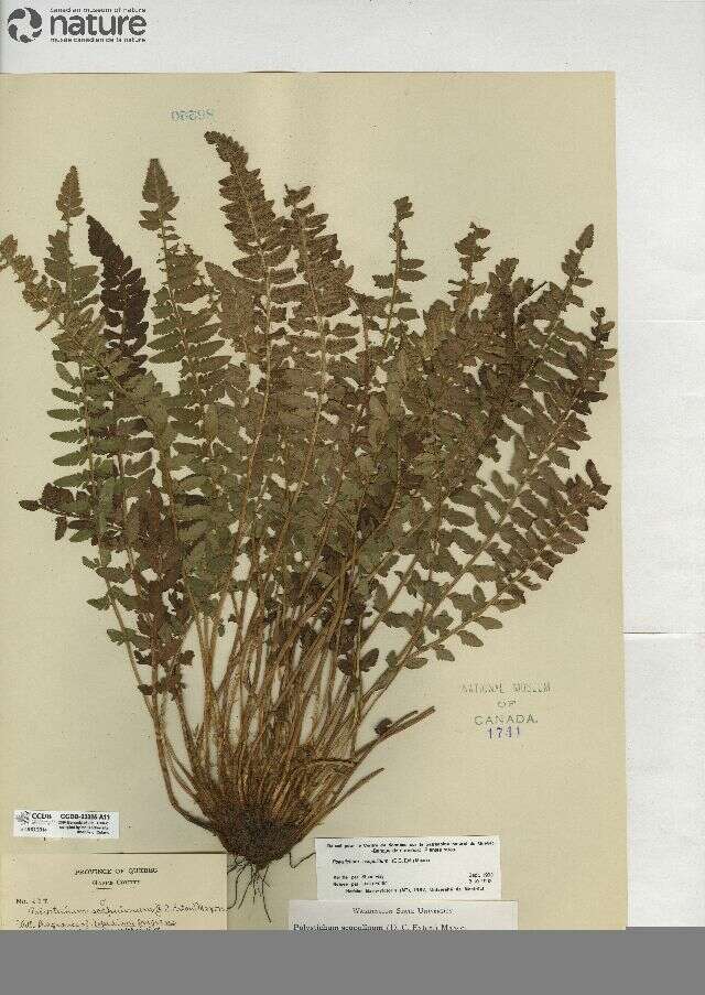 Image of mountain hollyfern