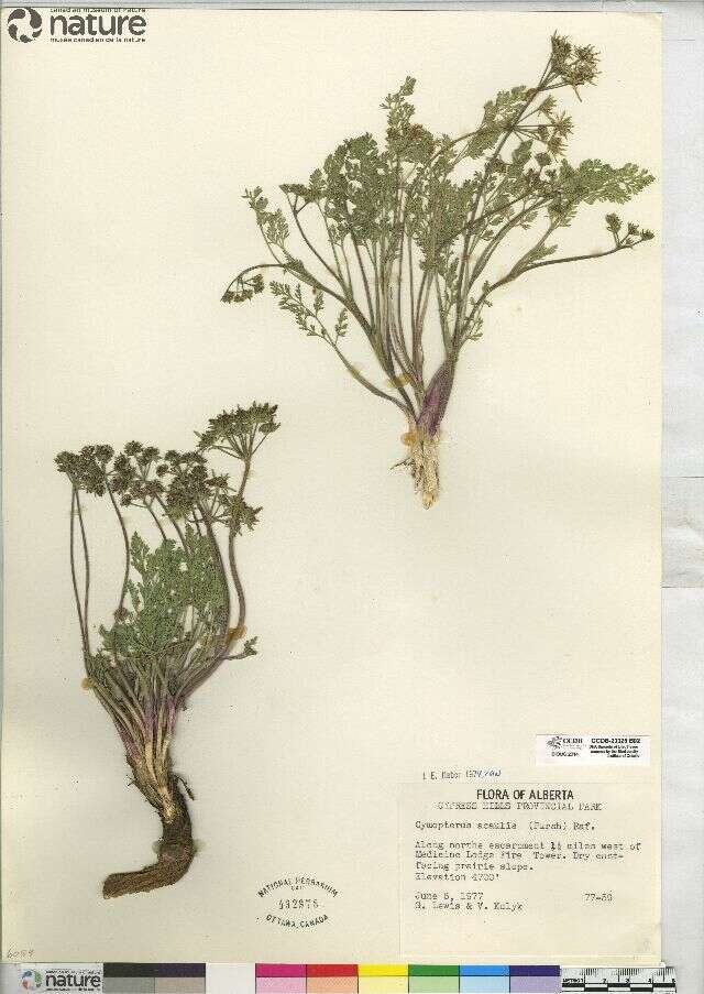 Image of plains springparsley