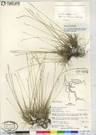 Plancia ëd Festuca auriculata Drobow