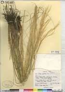 Imagem de Stipa spartea Trin.