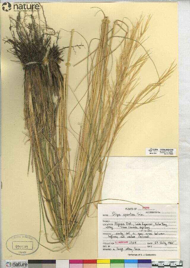 Imagem de Stipa spartea Trin.