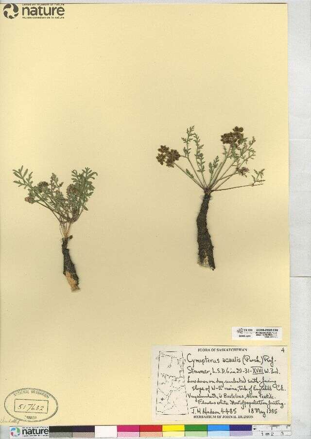 Cymopterus glomeratus DC.的圖片