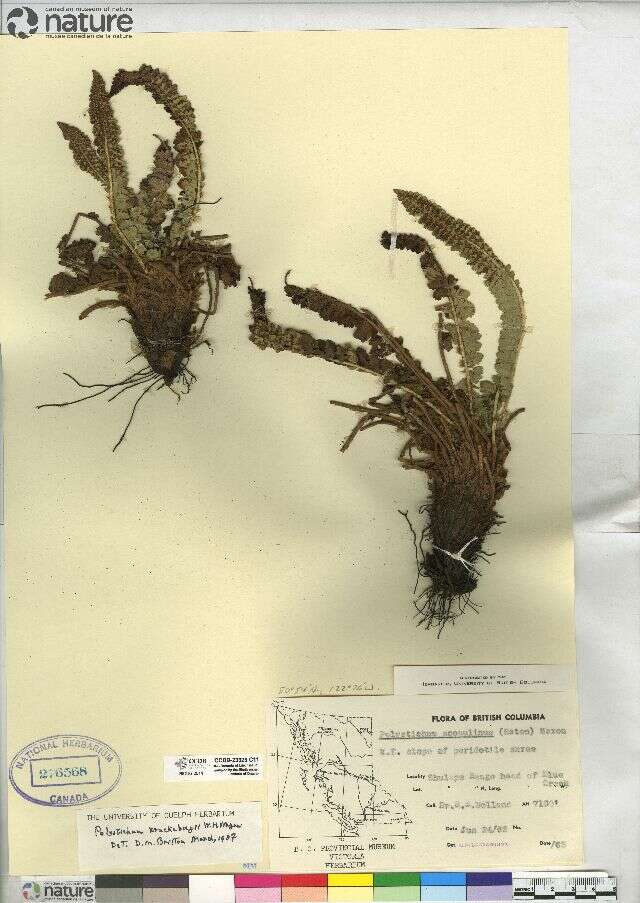 Image de Polystichum kruckebergii W. H. Wagner